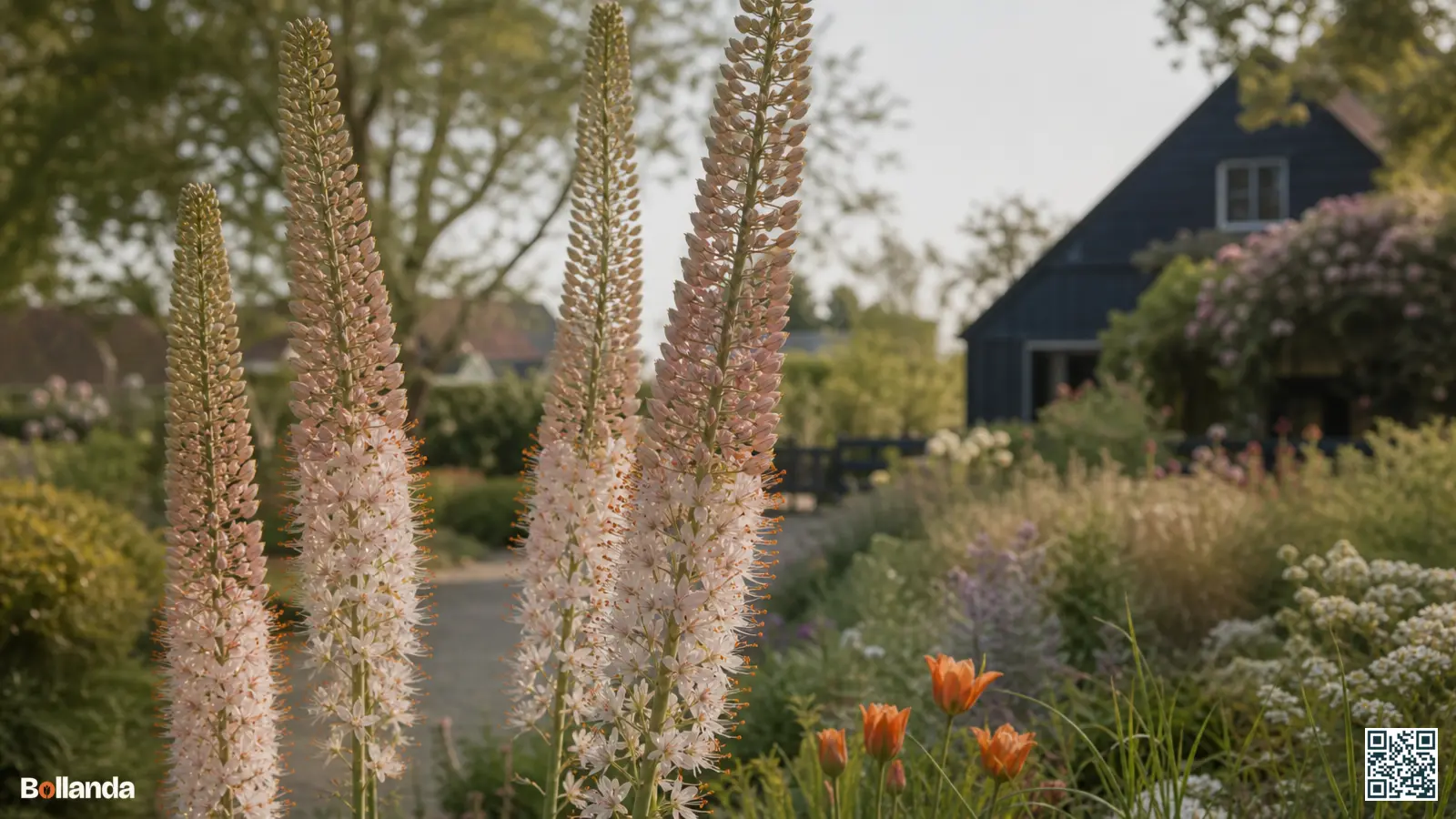 Hoge perzikroze bloeiaren van Eremurus robustus die ruim boven een zonnige border uittorenen in de tuin.