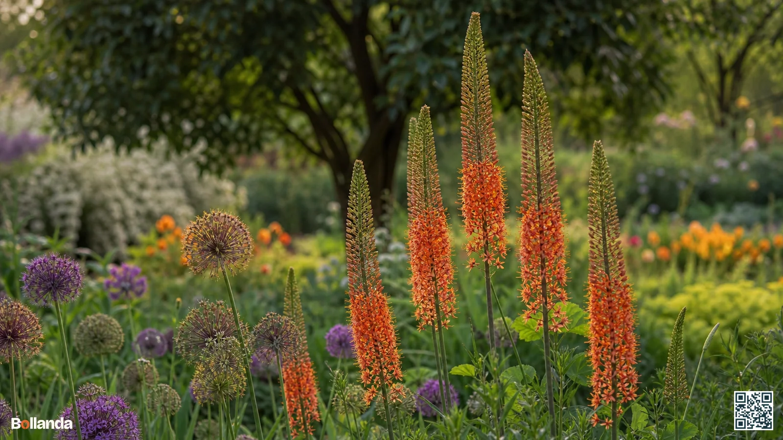 Hoge oranjerode bloeiaren van Eremurus Cleopatra in een border, met groen blad aan de voet in de zomer.