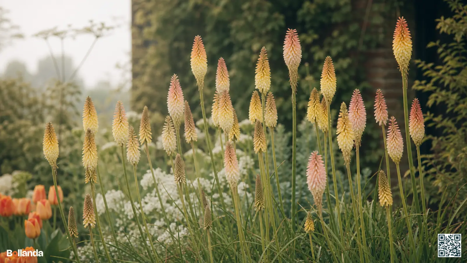 Shelford-hybriden van de Naald van Cleopatra met hoge bloeiaren in zachte pasteltinten in een border.