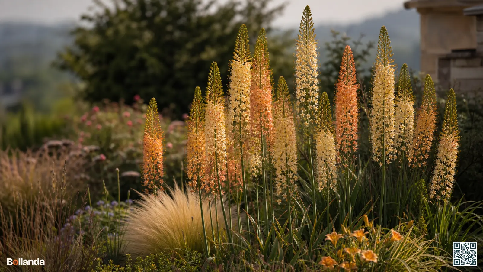 Hoge bloeiaren van de Naald van Cleopatra met crème en oranje bloempjes in een zonnige tuinborder.