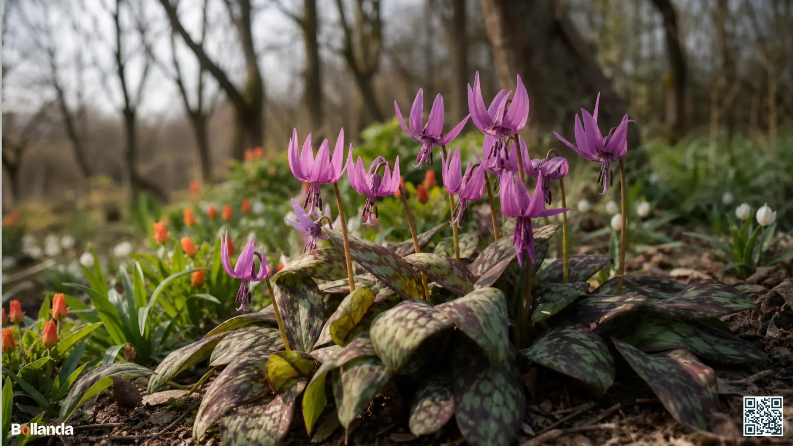 Europese hondstand met roze-lila bloemen en gemarmerd blad in een schaduwrijke voorjaarsborder onder loofbomen.
