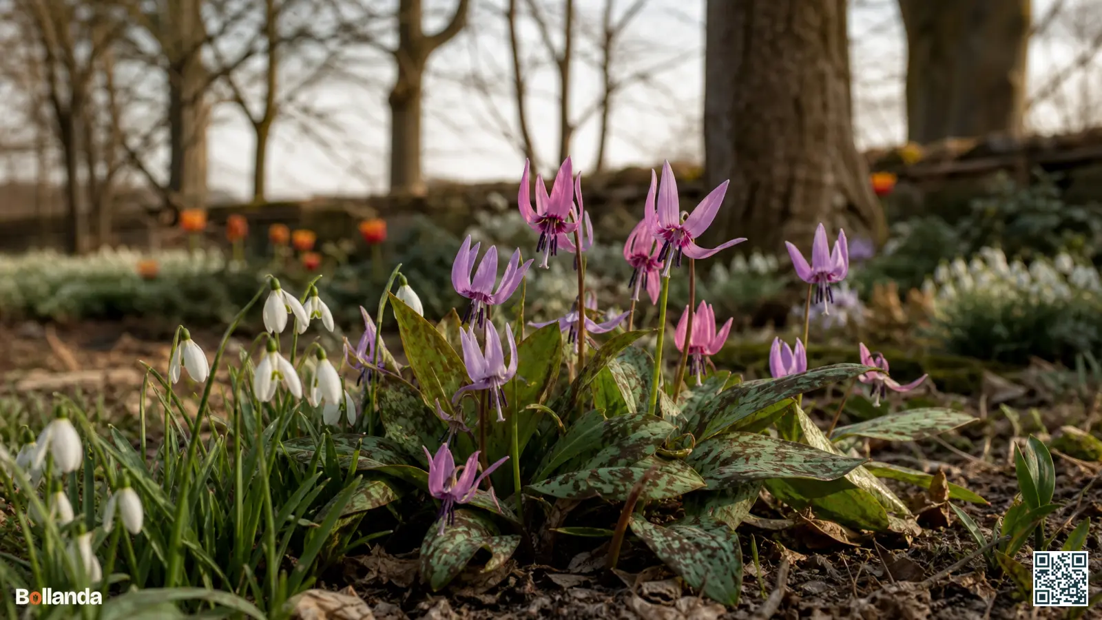 Roze hondstand met teruggeslagen bloemblaadjes tussen witte sneeuwklokjes in een schaduwrijke voorjaarsbostuin onder kale loofbomen.