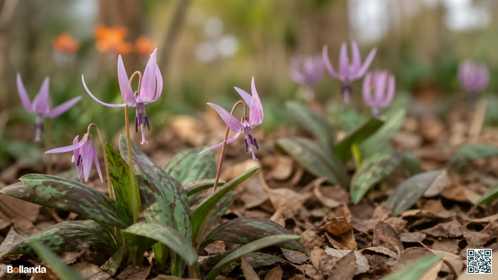 Bloeiende hondstand met teruggeslagen roze bloemblaadjes boven gemarmerd blad in een schaduwrijke voorjaarsborder onder bomen.