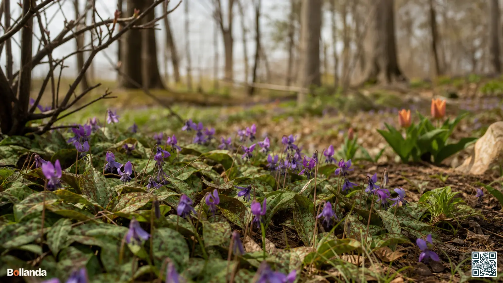 Verwilderde hondstand met teruggeslagen bloemblaadjes en gemarmerd blad onder kale bomen in een voorjaarsbostuin.