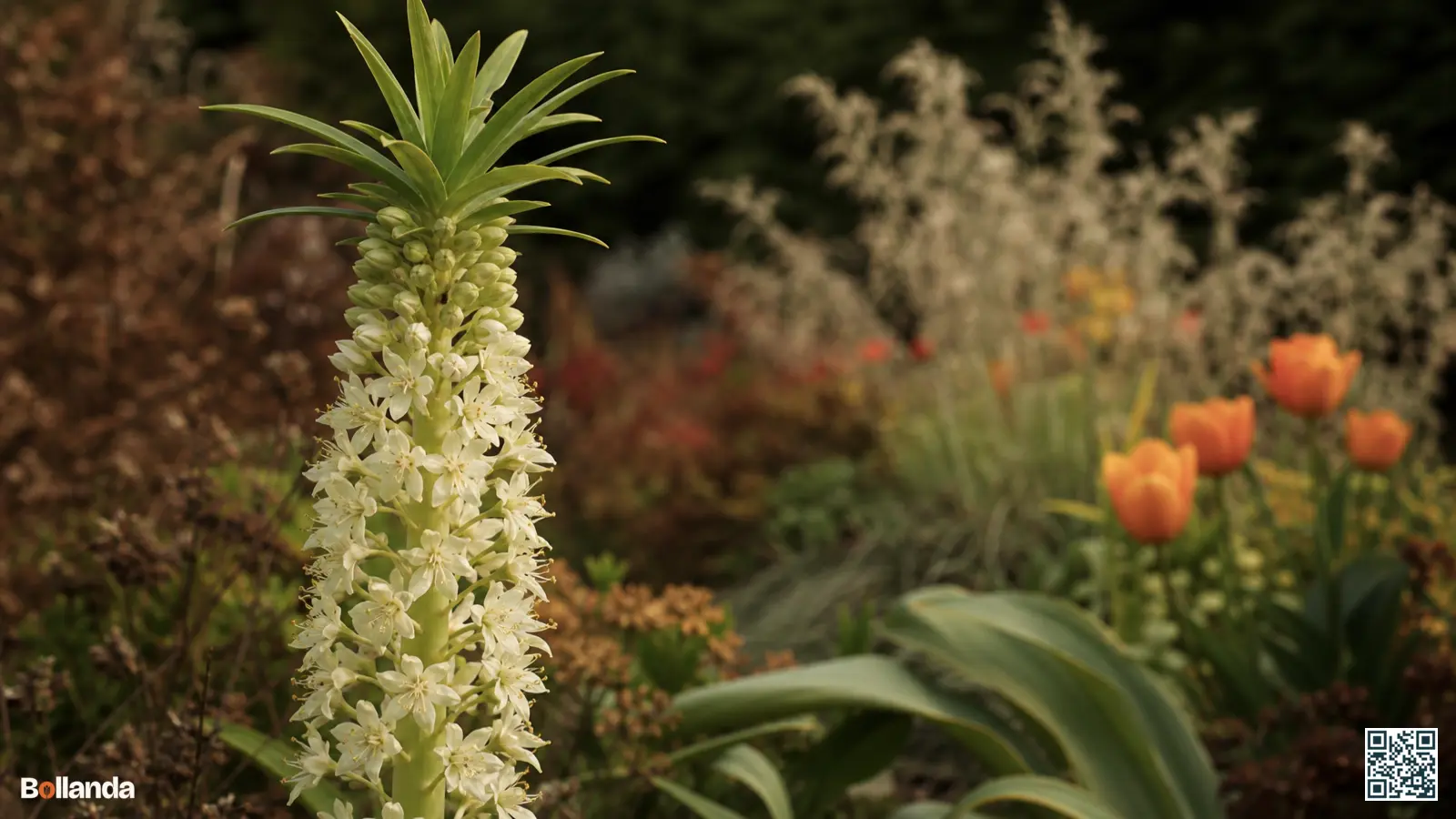Bloeiende Eucomis autumnalis met crèmewitte bloemtros en groen bladtoefje in een herfstige tuinborder.
