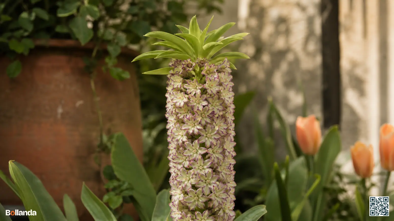 Bloeiende Eucomis bicolor met bleekgroene bloemen, paarse randen en groene bladkuif in een beschutte border.