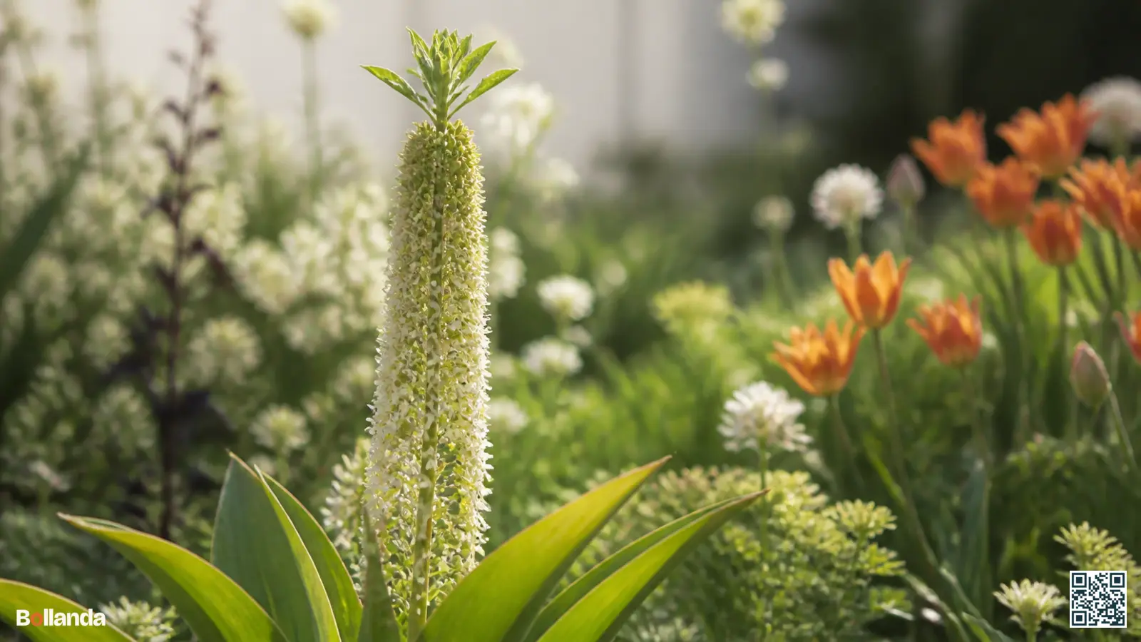 Bloeiende Eucomis comosa met groenwitte bloemtros en kenmerkende bladkuif in een zonnige zomerse border.
