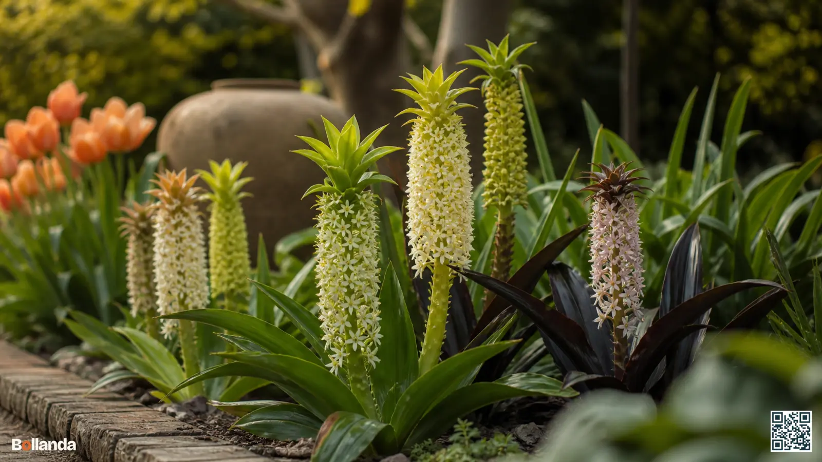 Verschillende eucomis-soorten naast elkaar in een border, met variatie in hoogte en bladkleur tussen de planten.