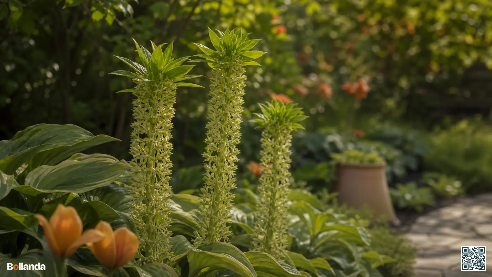 Bloemtoren van eucomis steekt boven brede hostabladeren uit in een halfschaduwrijke zomerborder.