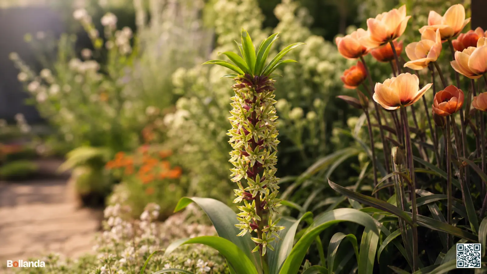 Bloeiende kuiflelie met torenvormige bloemtros en bladkuif in een zomerse Nederlandse border.
