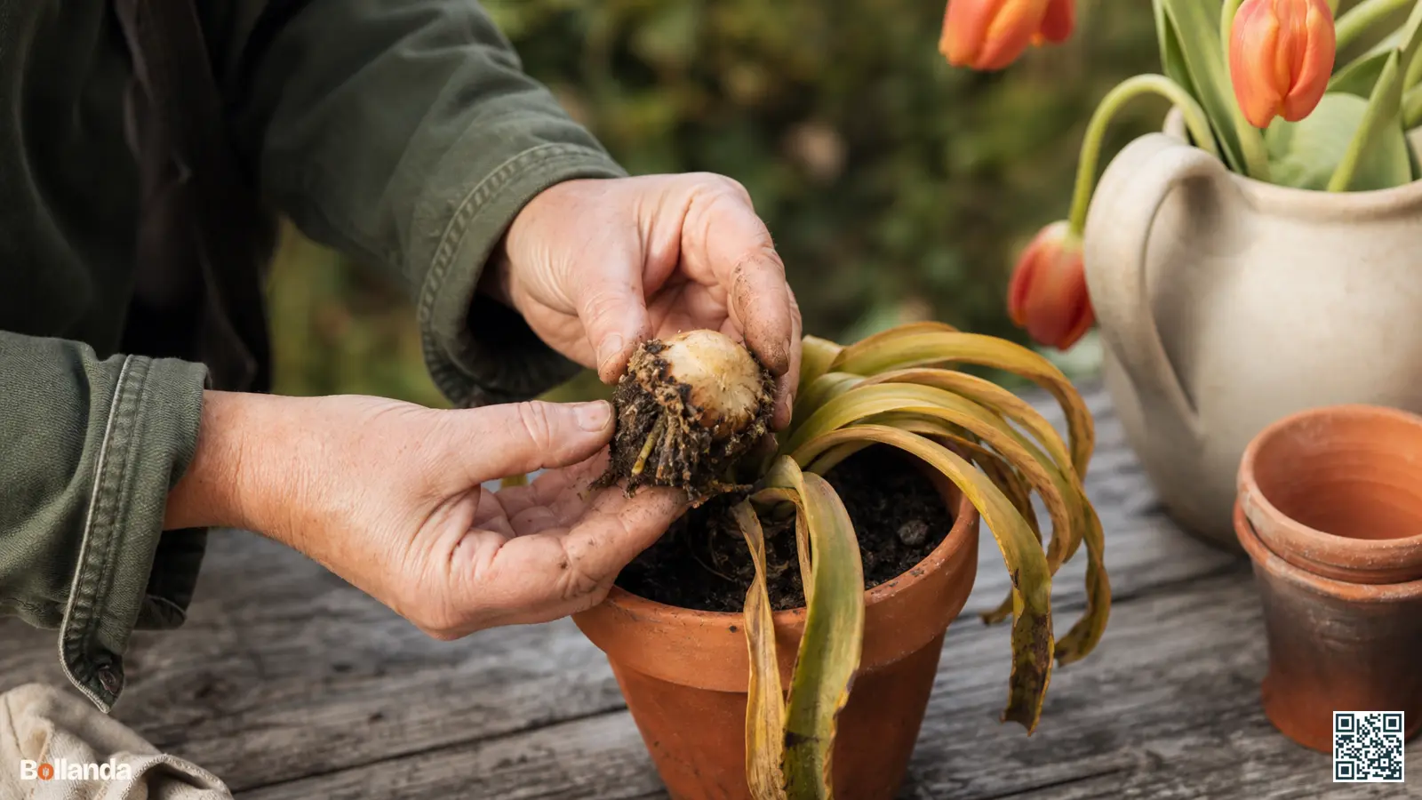 Tuinier inspecteert een eucomisbol met vergelend blad in een pot om bolrot te herkennen.