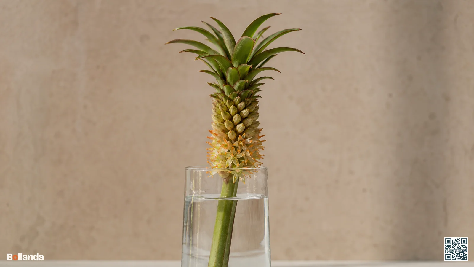 Eucomis bloemstengel met open onderste bloempjes en volgroeide bladkuif in een glazen vaas met water
