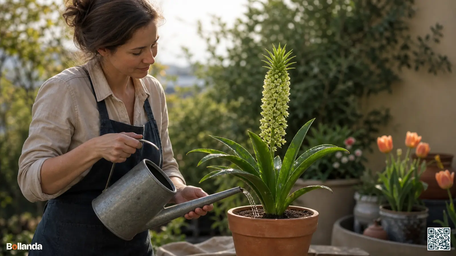 Tuinier geeft een kuiflelie in pot water op een terras met de groene bloemtoren goed in beeld.