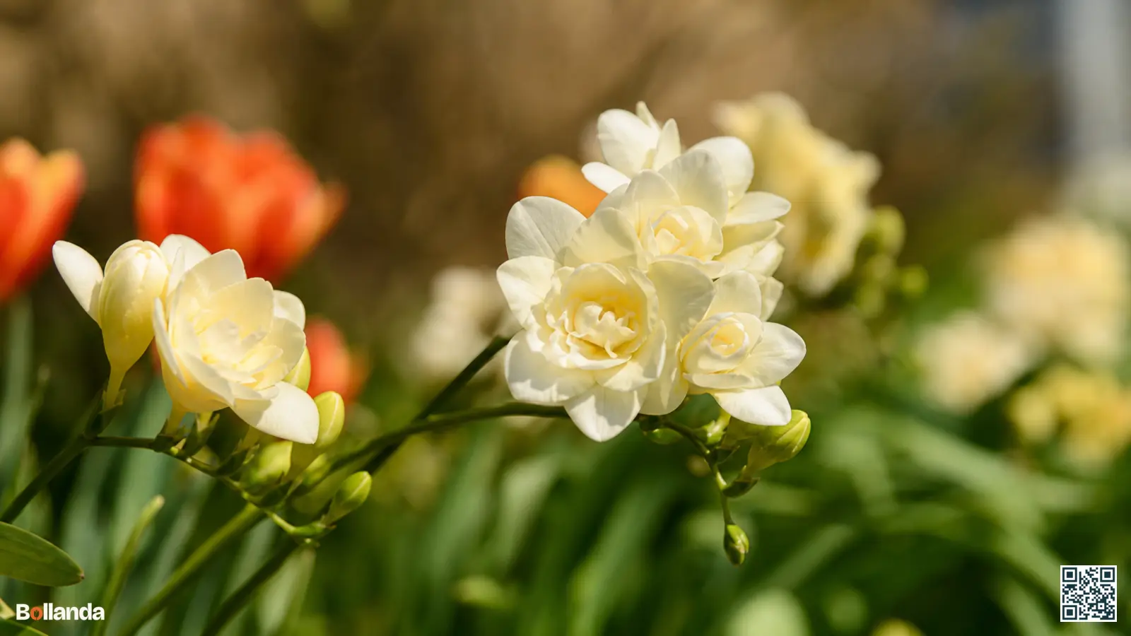 Close-up van witte en gele dubbele freesia's met volle, rozenachtige bloemen aan een gebogen steel.