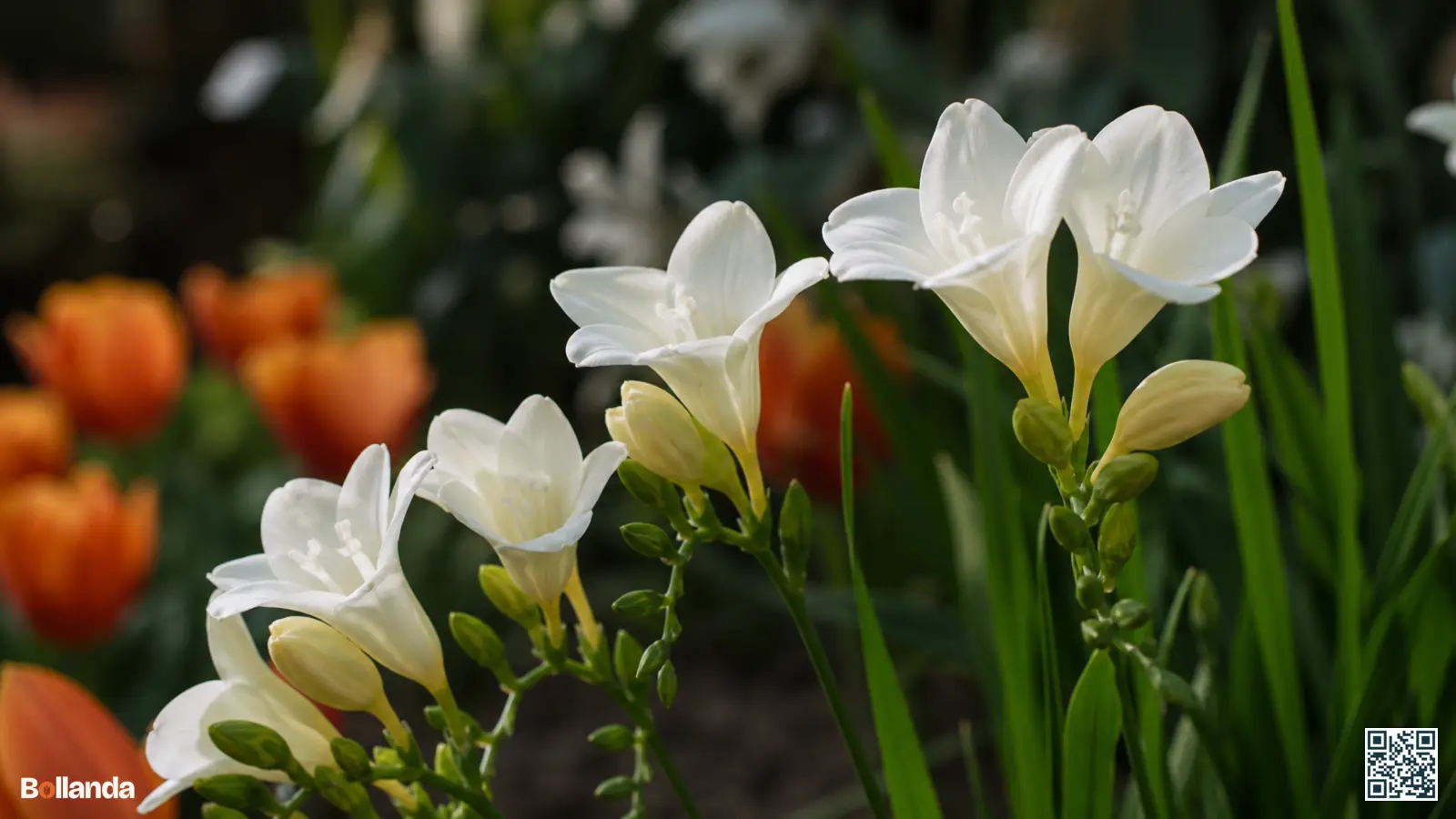 Witte enkelbloemige freesia met trechtervormige bloemen op een eenzijdige aar in een zonnige tuinborder.