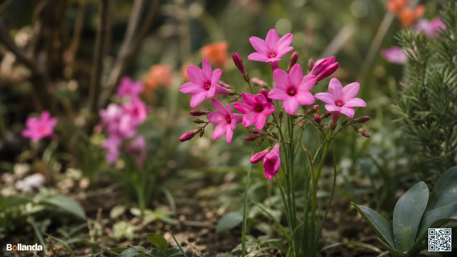Stervormige rood-roze bloemen van Freesia laxa met donkere keel in een natuurlijke tuinbeplanting in lichte schaduw.