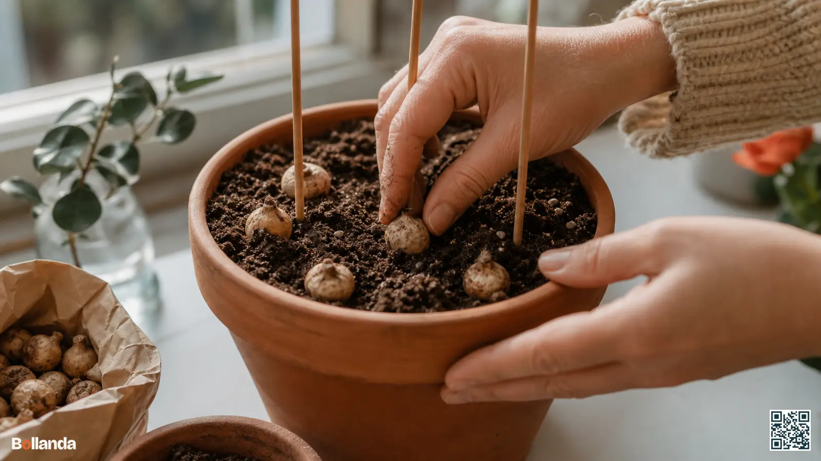 Kleine freesiaknollen worden dicht bij elkaar in een terracotta pot geplant met bamboestokjes als steun.