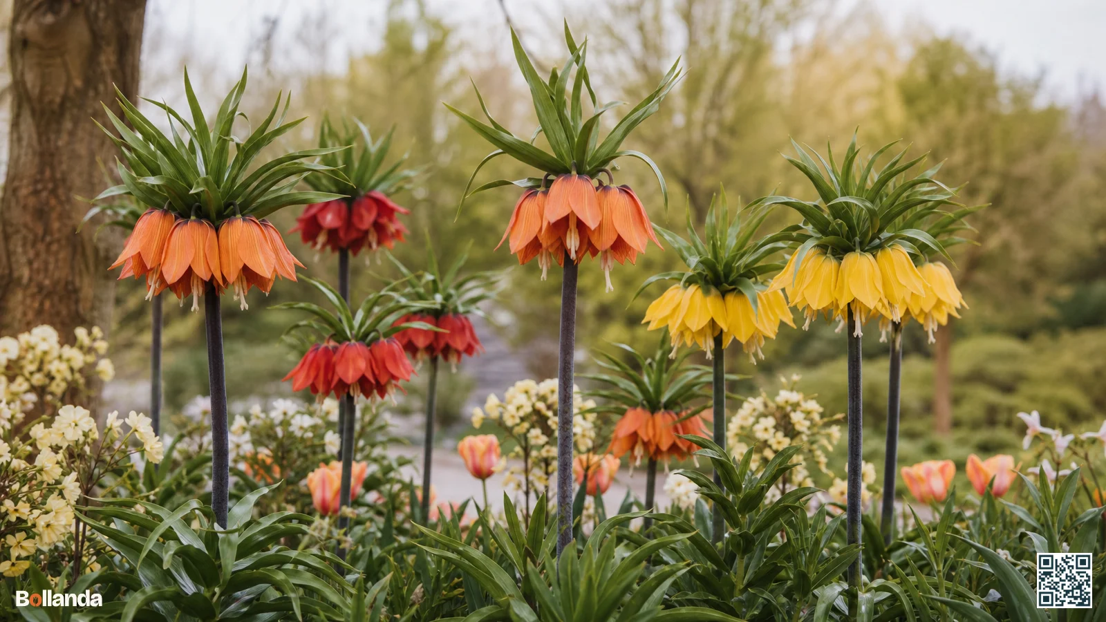 Keizerskronen in oranje rood en geel bloeien naast elkaar in een lentetuin met kenmerkende bloemenkroon op de stengel