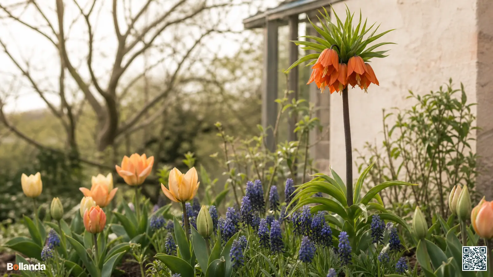 Oranje keizerskroon achter in een voorjaarsborder met blauwe druifhyacinten en lage tulpen aan de voet.