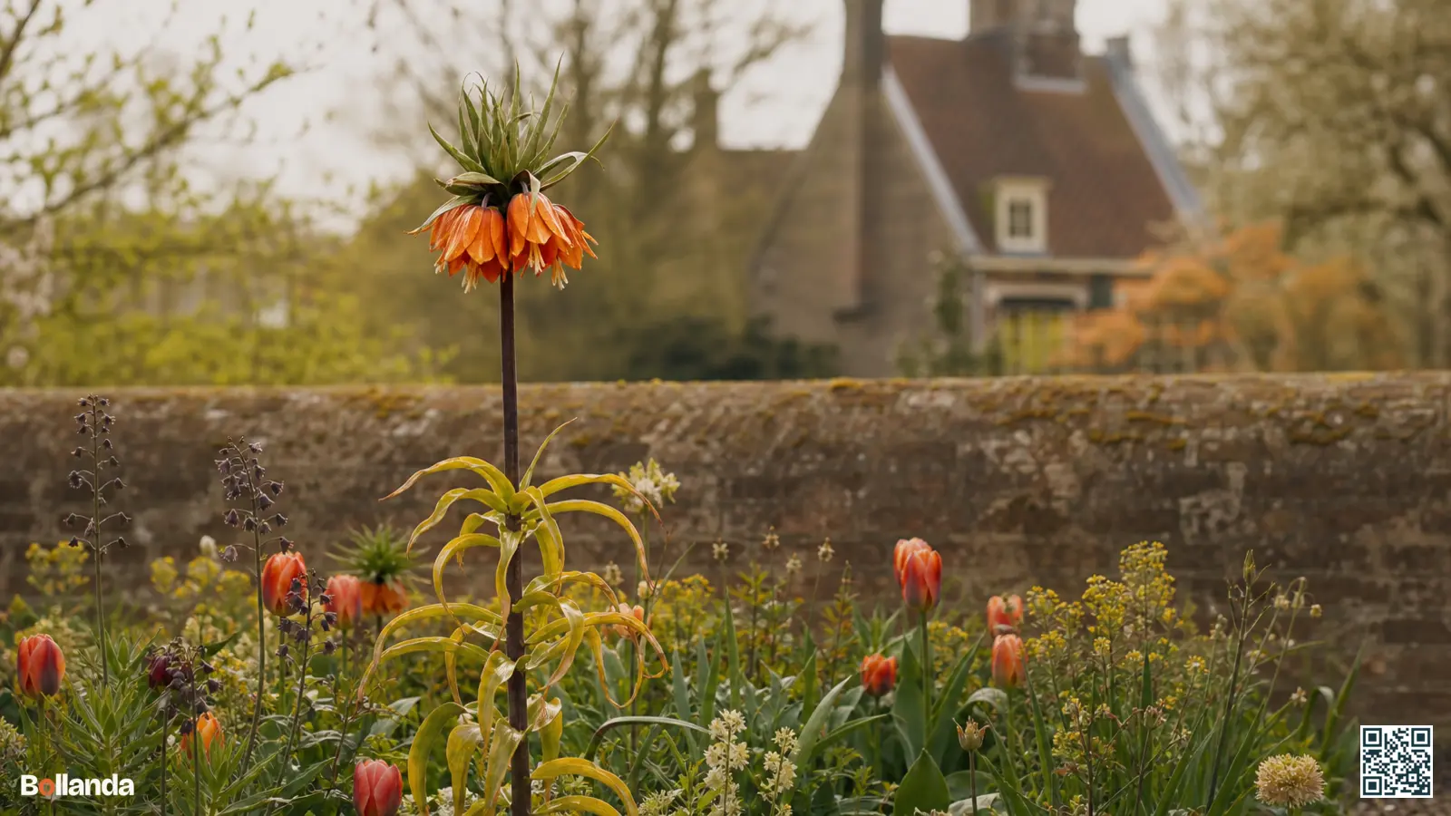 Uitgebloeide keizerskroon met vergelend blad en zaaddozen in een zonnige border, klaar voor de nabloeiverzorging.