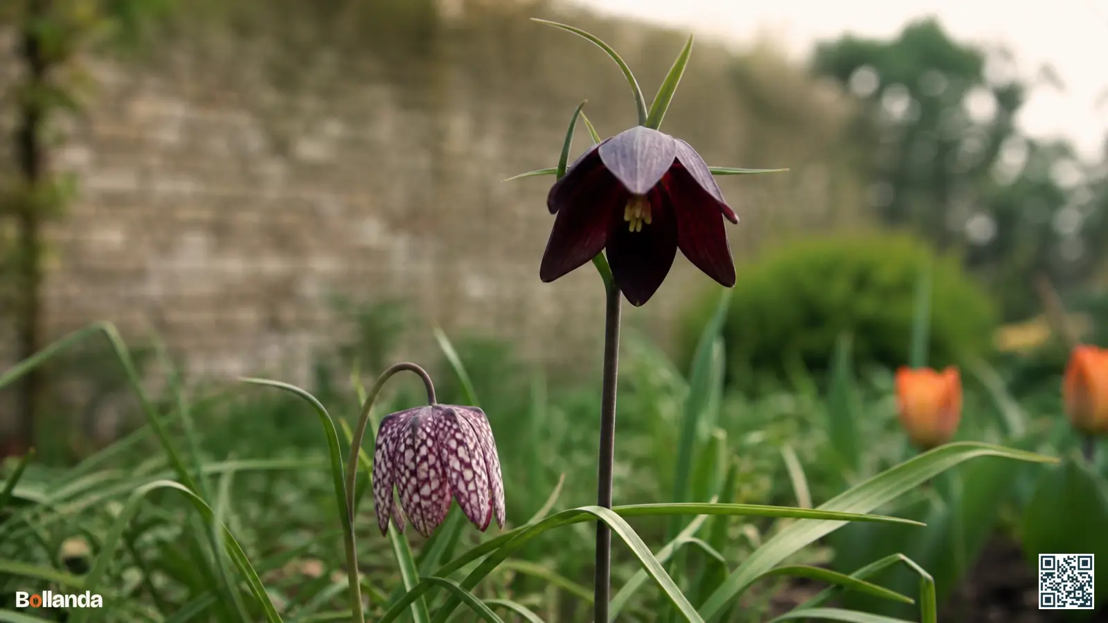 Lage kievitsbloem met schaakbordpatroon naast een hoge donkerpaarse Perzische fritillaria in een voorjaarsborder.