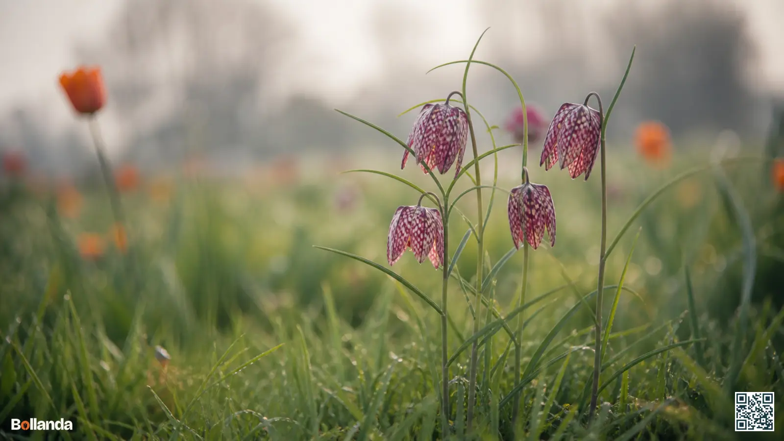 Kievitsbloemen met geblokt paars-wit schaakbordpatroon op hangende klokjes in een vochtige Nederlandse weide.
