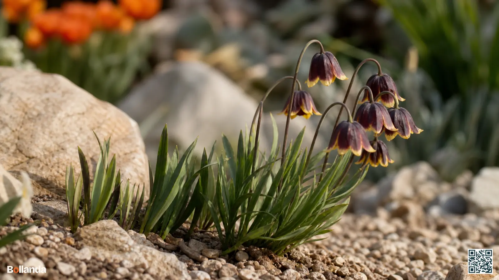 Compacte Fritillaria michailovskyi met purperbruine klokjes en goudgeel randje in een zonnige rotstuin op doorlatende grond.