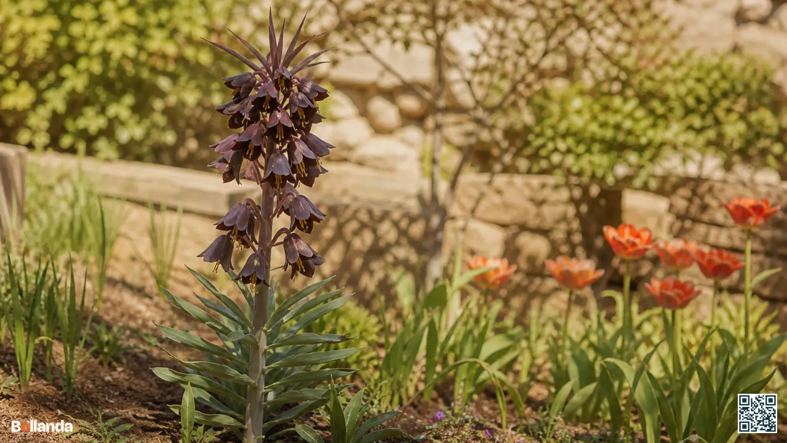 Hoge Perzische fritillaria met donkerpaarse hangende klokjes en grijsgroen blad in een zonnige border.
