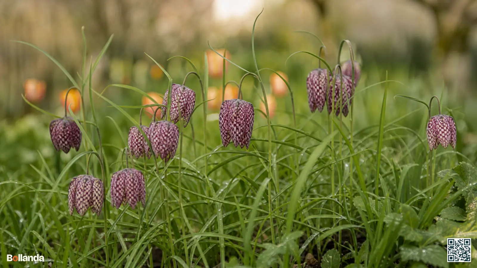 Geblokte paars-witte kievitsbloemen tussen frisgroen voorjaarsblad in een vochtige, natuurlijke border.