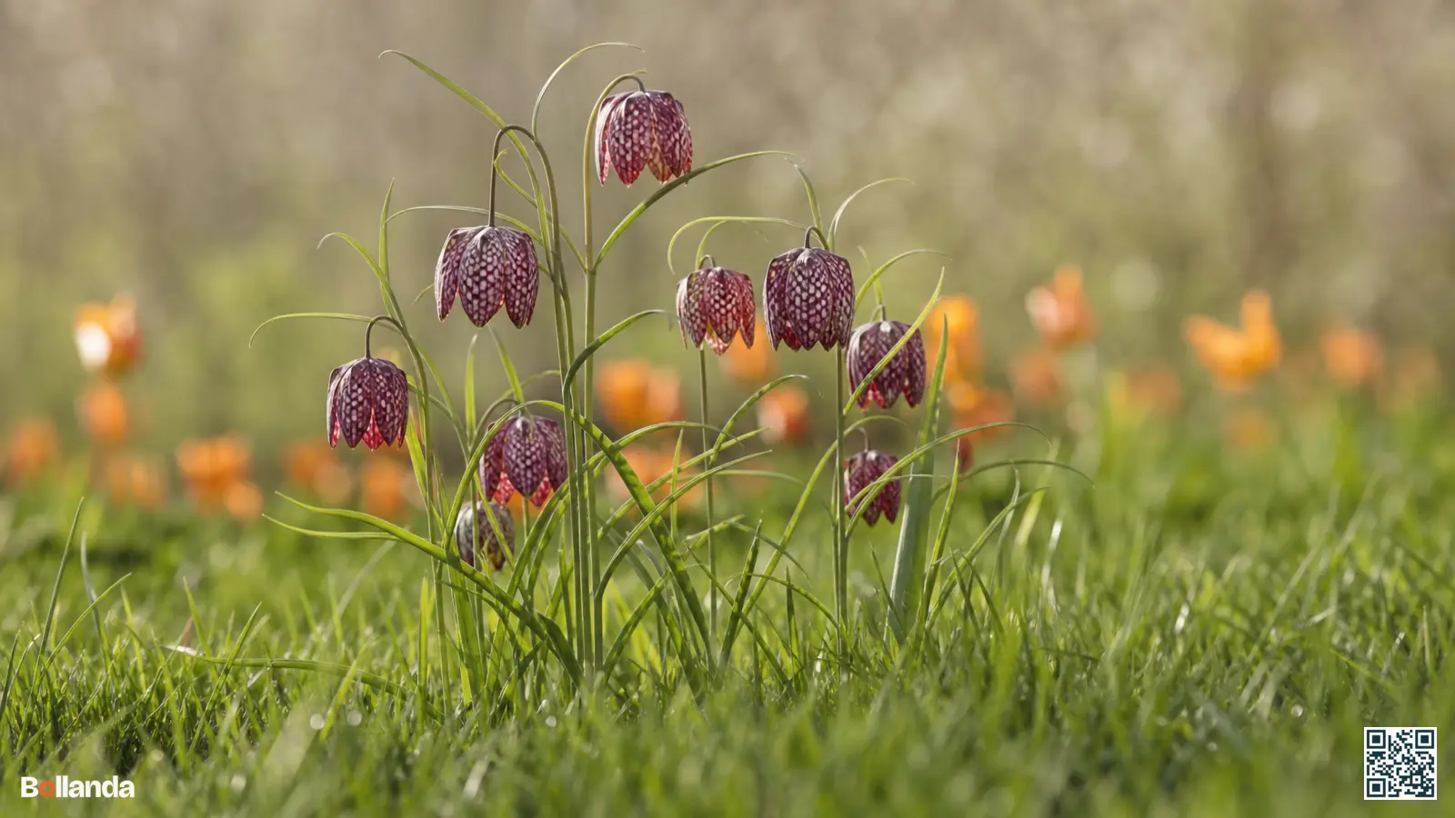 Kievitsbloemen met paars-wit schaakbordpatroon hangen boven het frisse gras in een vochtige voorjaarsweide.