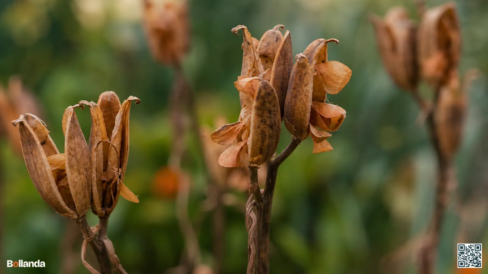Rijpe bruine zaaddozen van de kievitsbloem in de tuin, opengesprongen met platte zaden tussen vergelend blad.
