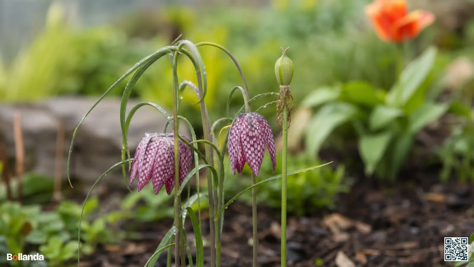 Kievitsbloemen met geblokt patroon in een vochtige voorjaarsborder, waarvan één steel uitbloeit en zaad vormt.