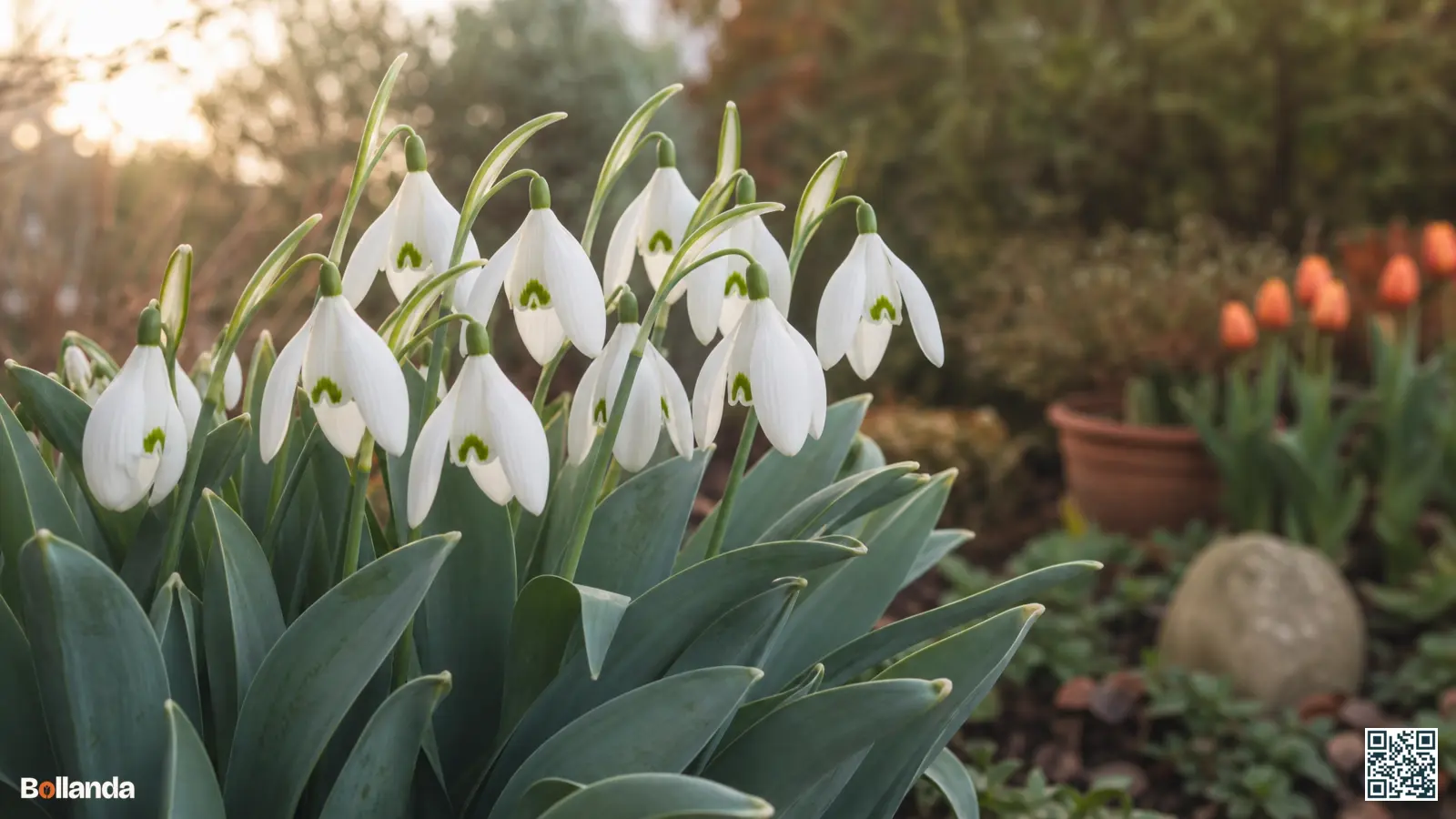 Bloeiende Elwes' sneeuwklokjes met grote witte bloemen en breed grijsblauw blad in een winterse tuin.