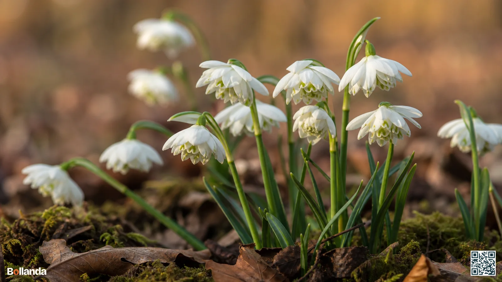 Close-up van gevulde sneeuwklokjes 'Flore Pleno' met meerdere lagen witte tepalen tussen mos en bladresten op de grond.