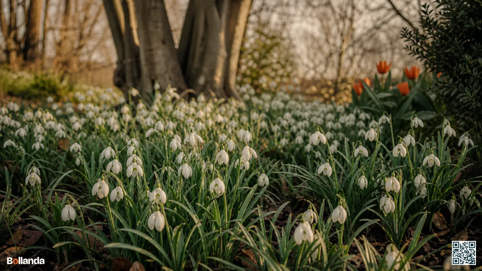 Dichte groep bloeiende gewone sneeuwklokjes met witte klokjes en grijsgroen blad in een tuinborder onder kale loofbomen.