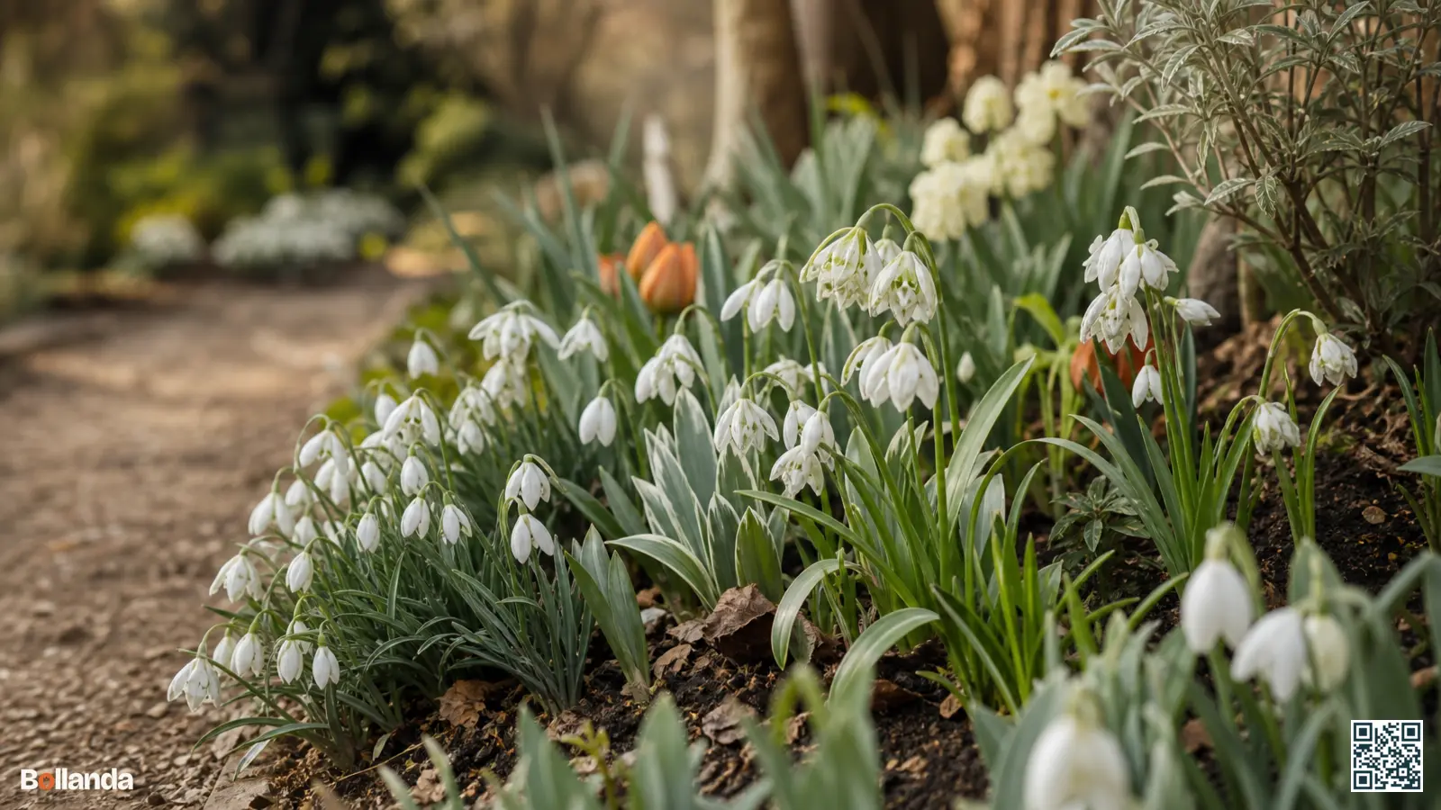Verschillende soorten sneeuwklokjes naast elkaar in een border met variatie in bloemvorm en bladkleur.