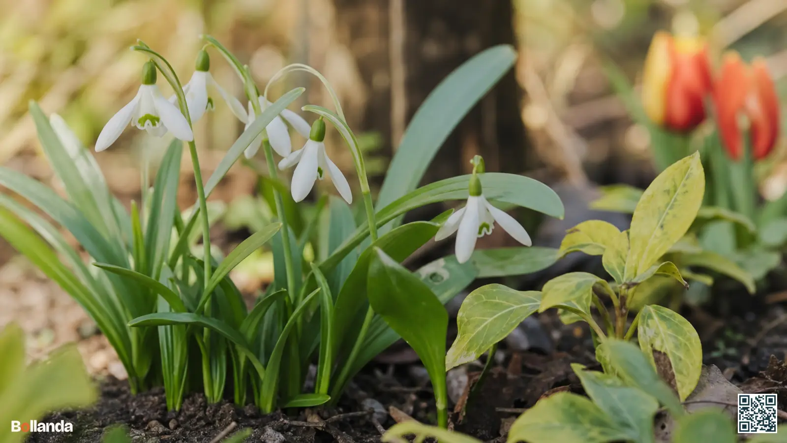 Witte bloemen van het Woronow's sneeuwklokje met opvallend glanzend groen blad in een halfschaduwrijke tuin onder loofbomen.