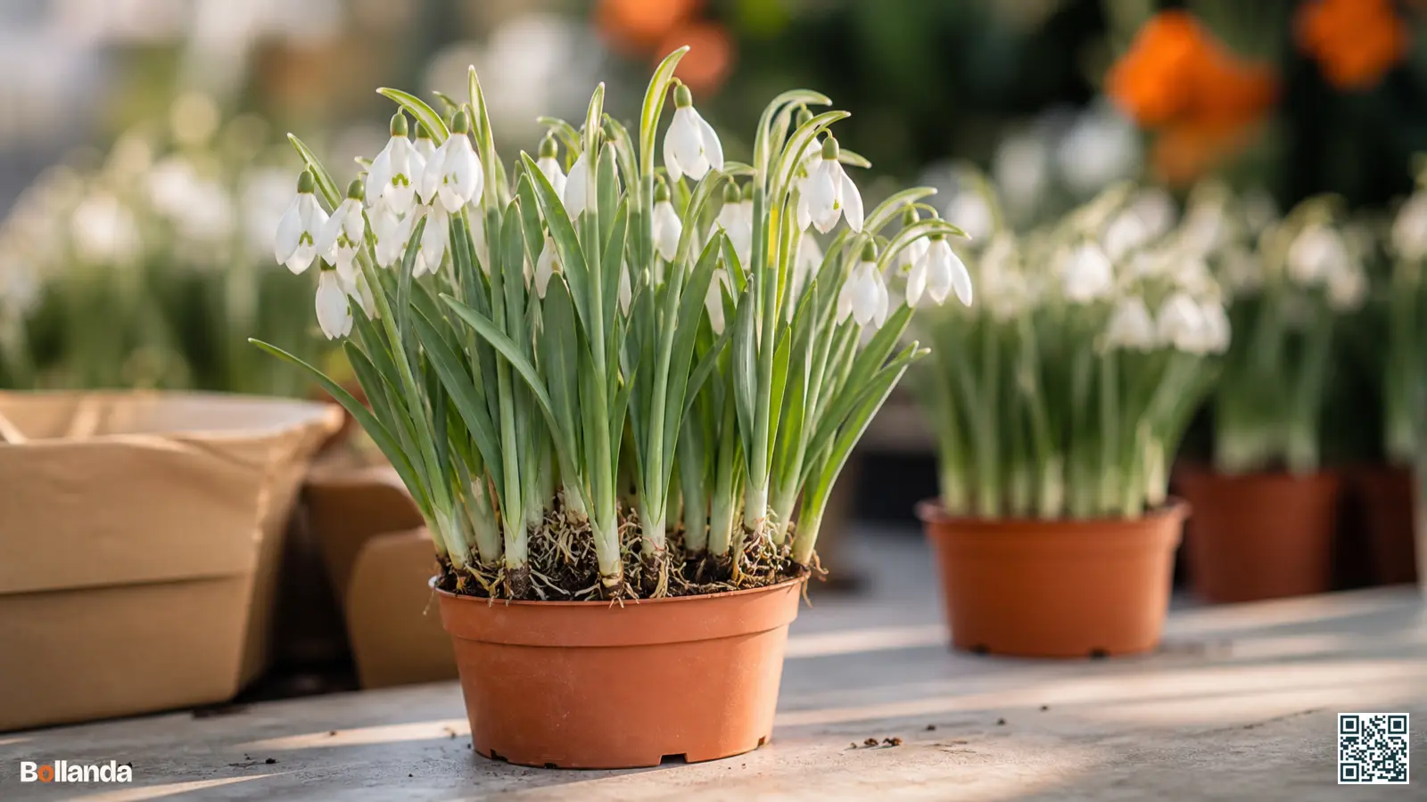 Verse sneeuwklokjes in het groen met blad en wortels in neutrale potten bij een kweker in de winter.