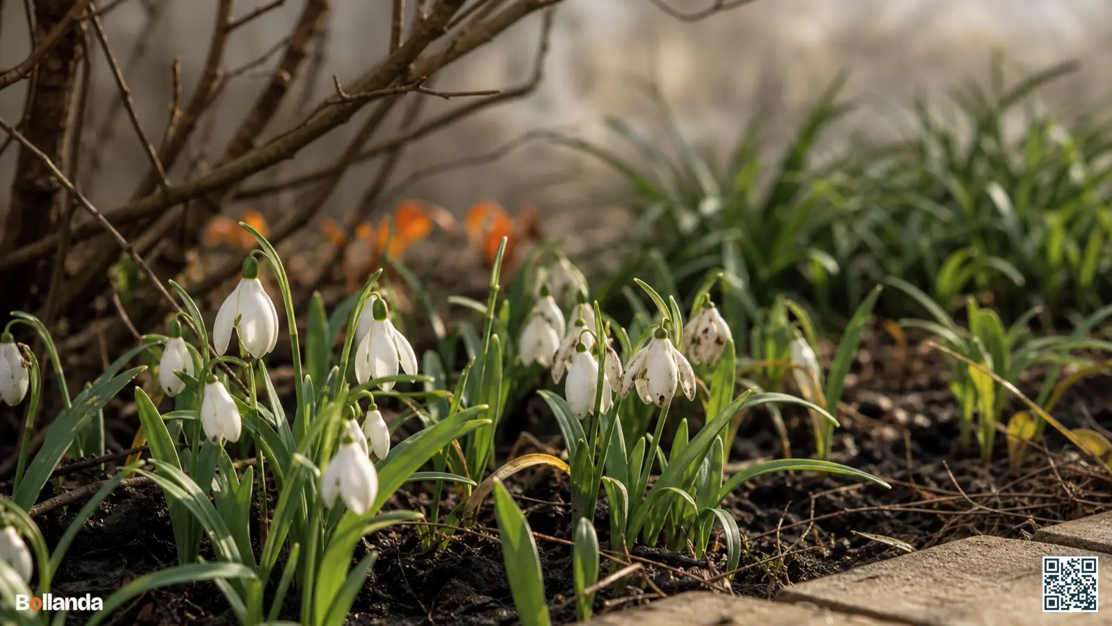 Sneeuwklokjes in een border met vergelend blad in halfschaduw onder kale takken in vochtige humusrijke grond.
