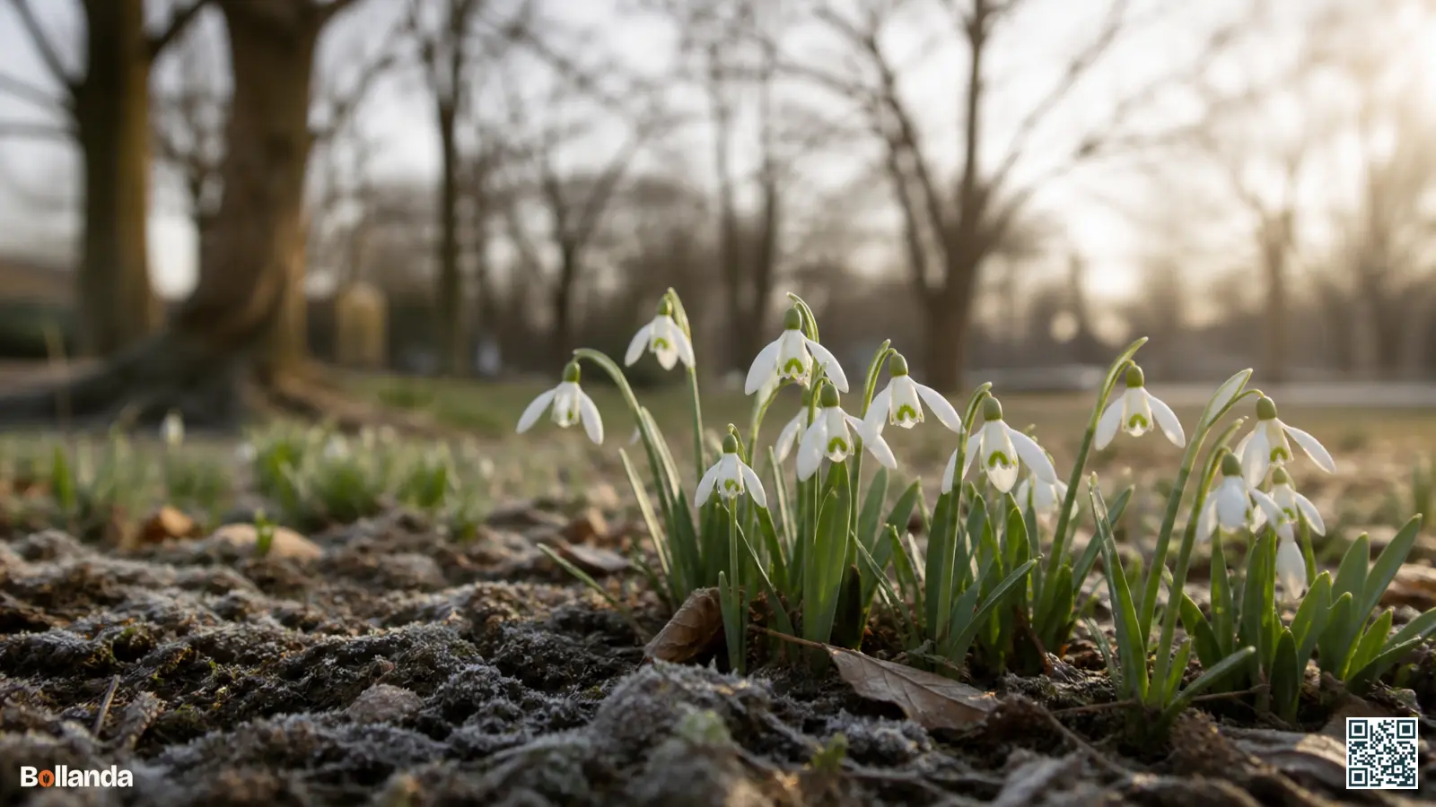 Groepje bloeiende witte sneeuwklokjes met groene markeringen in de winterse tuingrond onder kale loofbomen.