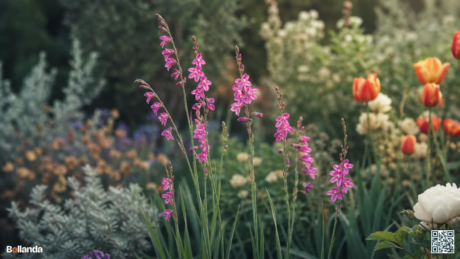 Slanke aren van byzantinus gladiool met kleine magentaroze bloemen in een zonnige voorjaarsborder tussen vaste planten.