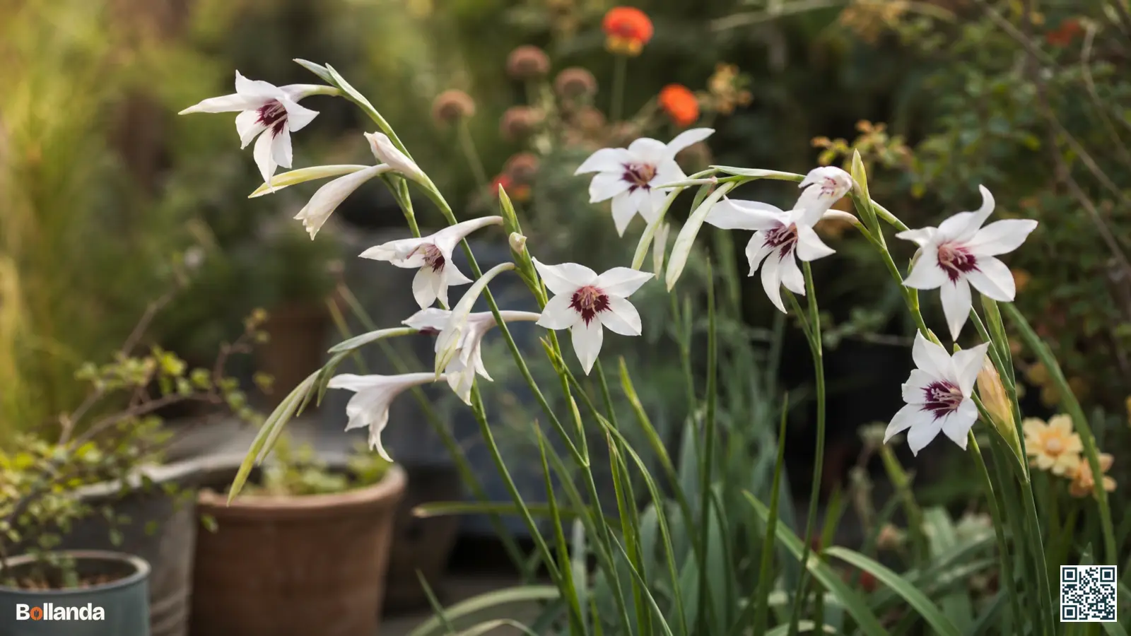 Stervormige witte bloemen van de Abessijnse gladiool met paars-kastanjebruine keelvlek aan gebogen stelen in een border.
