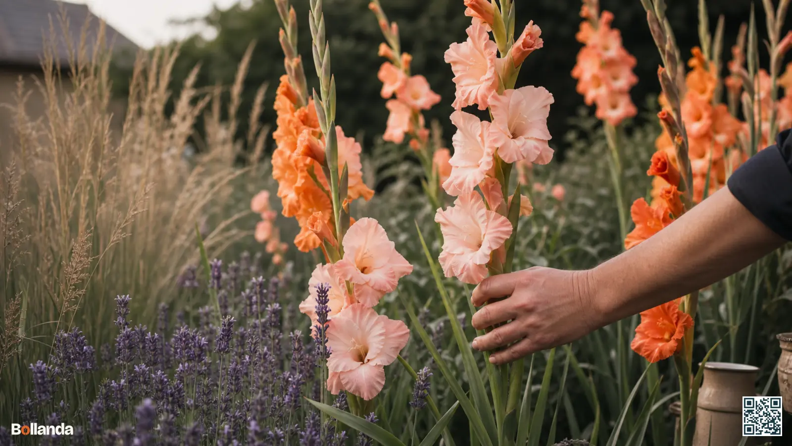 Hoge gladiolen in oranje en roze boven lavendel en siergrassen in een zomerse tuinborder.