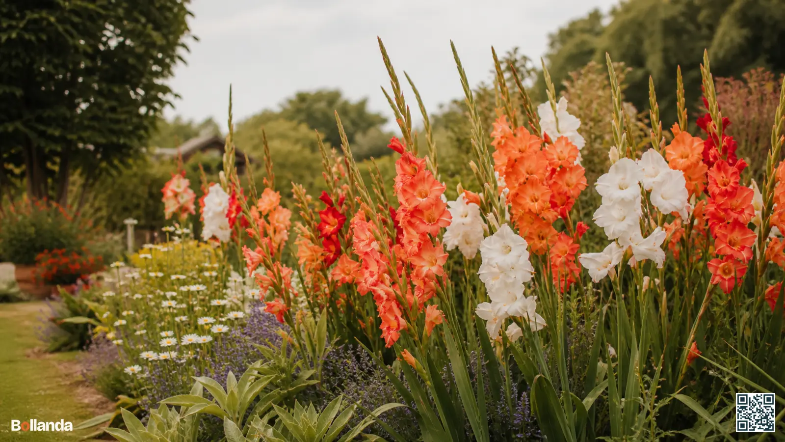 Hoge bloeiende gladiolen in oranje, rood en wit in een zonnige zomerborder boven lagere vaste planten.