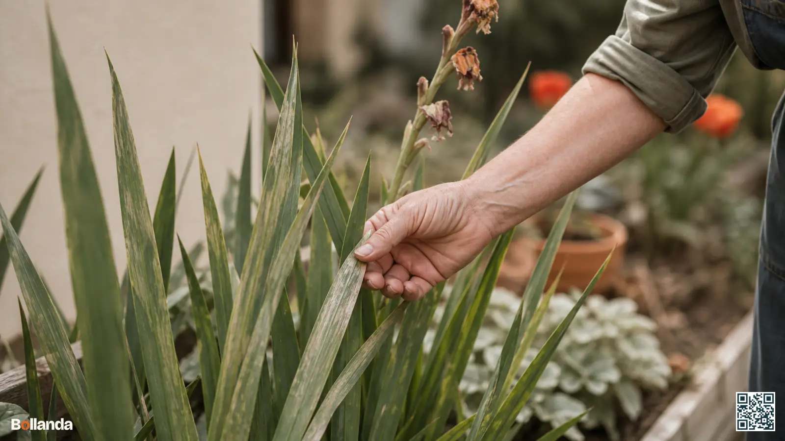 Tuinier controleert gladiolenblad met zilverwitte strepen en een licht verwelkende bloemaar in een zonnige border.