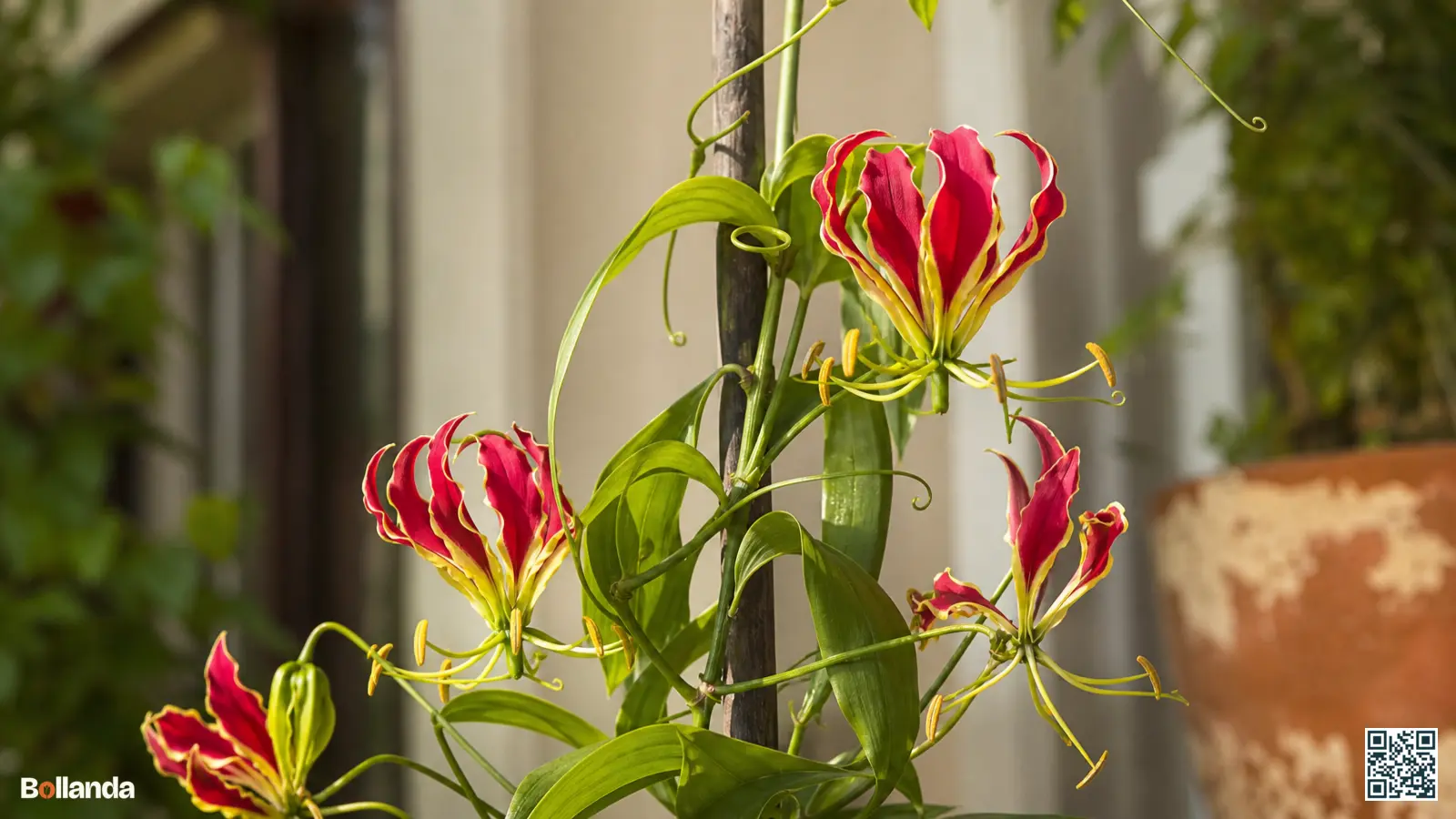 Bloeiende gloriosa met teruggeslagen bloembladen in rood met gele randen, klimmend langs een steun in de tuin.