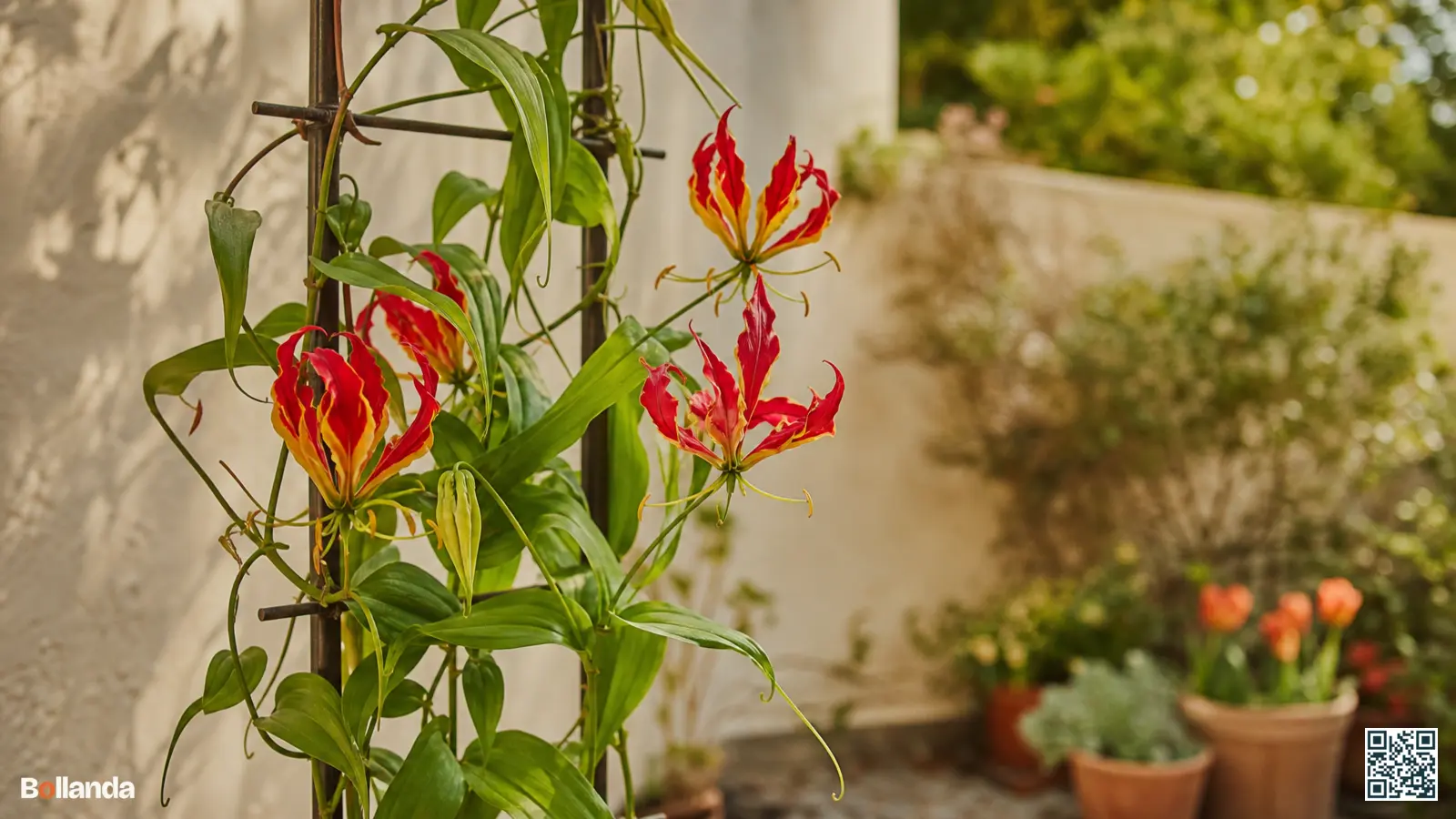 Bloeiende klimlelie met rood-gele vlamvormige bloemen die langs een klimrek omhoog groeit in een zonnige border.