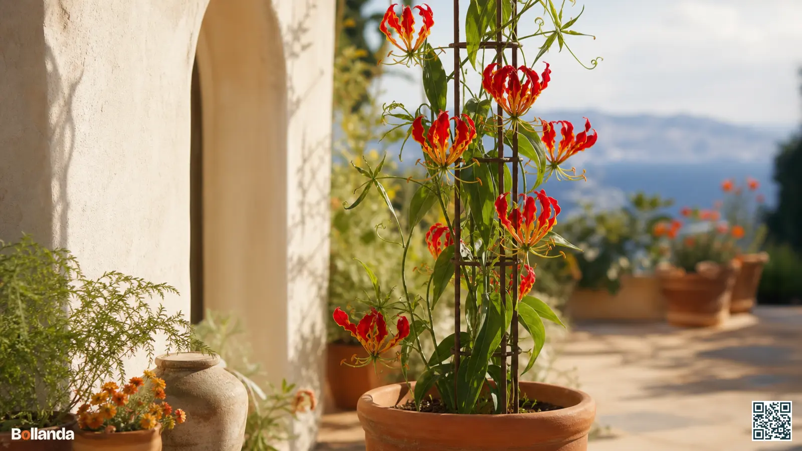 Bloeiende gloriosa klimt met ranken langs een klimsteun in een grote pot op een zonnig terras.