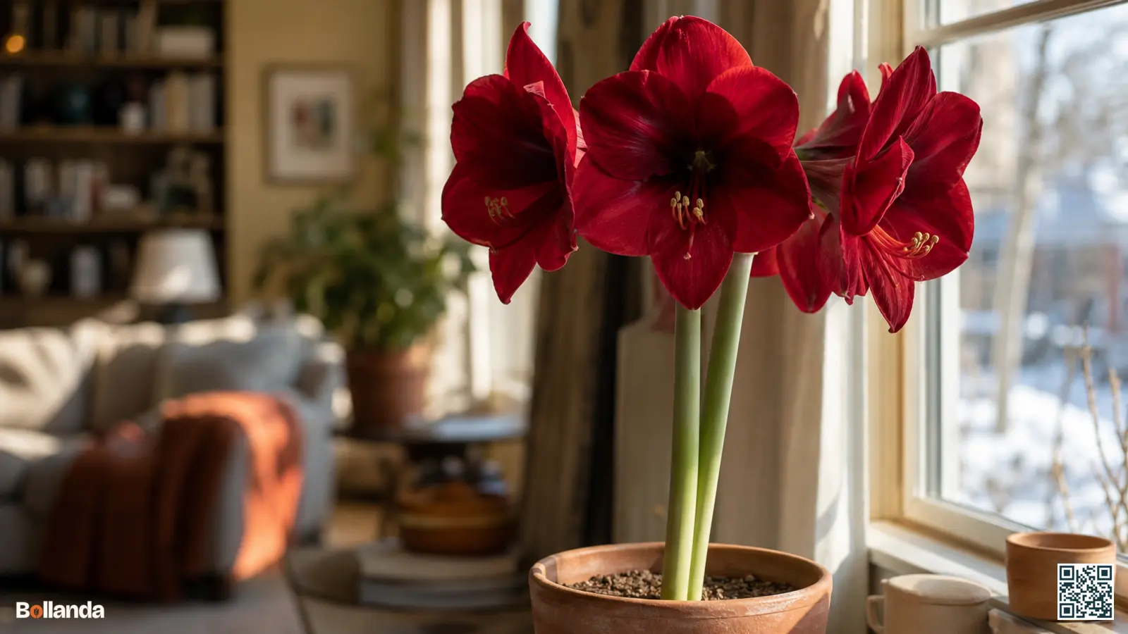 Bloeiende rode amaryllis in een terracotta pot bij een lichtgevend raam in de winter.