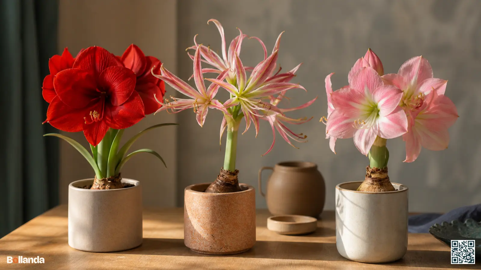 Verschillende amaryllissoorten naast elkaar op een houten tafel, met een klassieke rode, een spinachtige en een roze bloem.